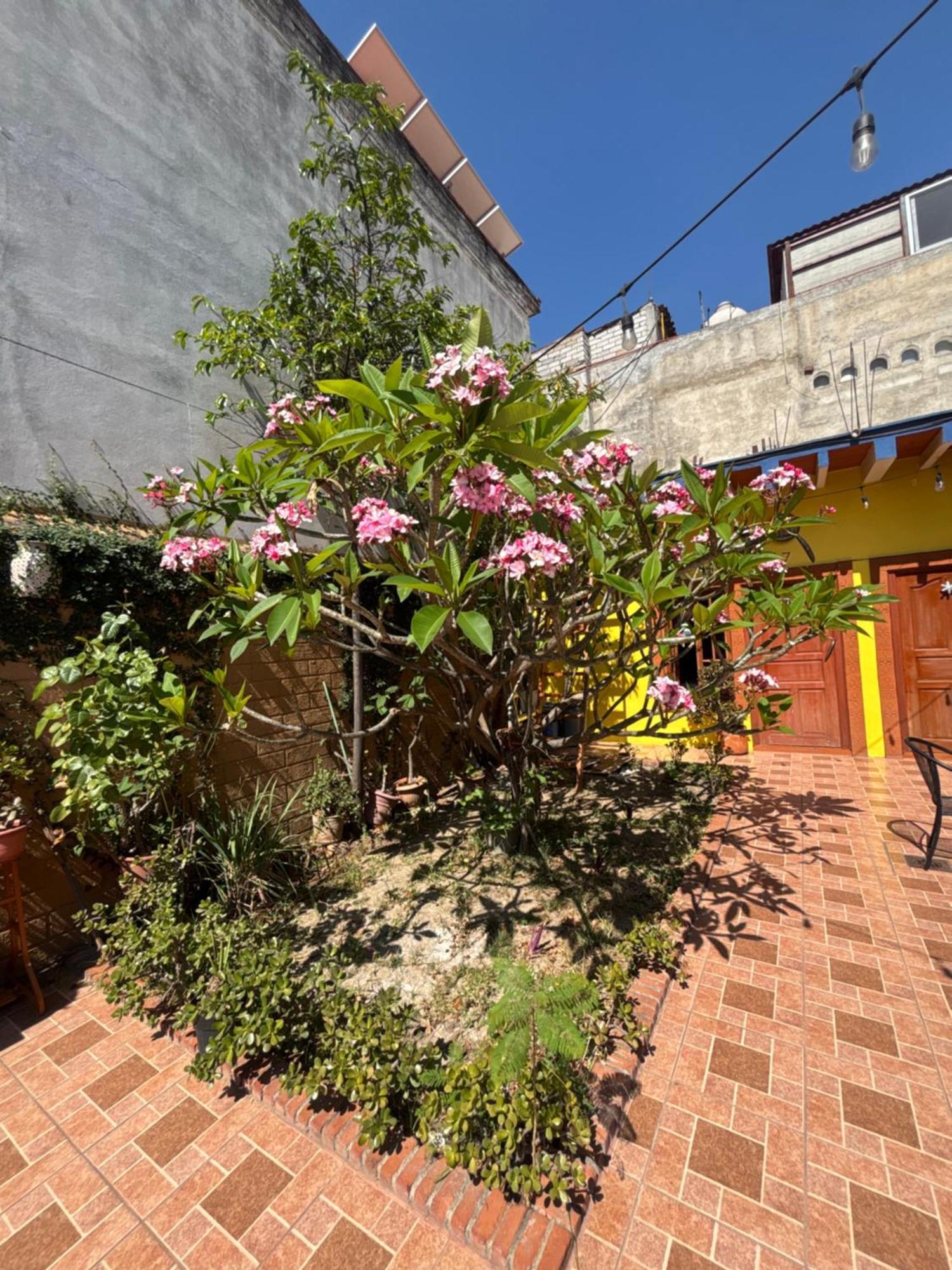 Hotel Posada "Mi Rosita" Oaxaca Esterno foto